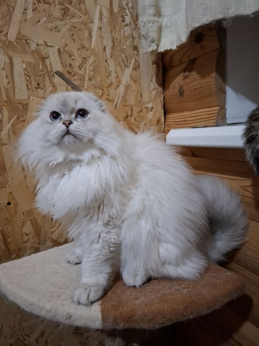 Шотландський котик