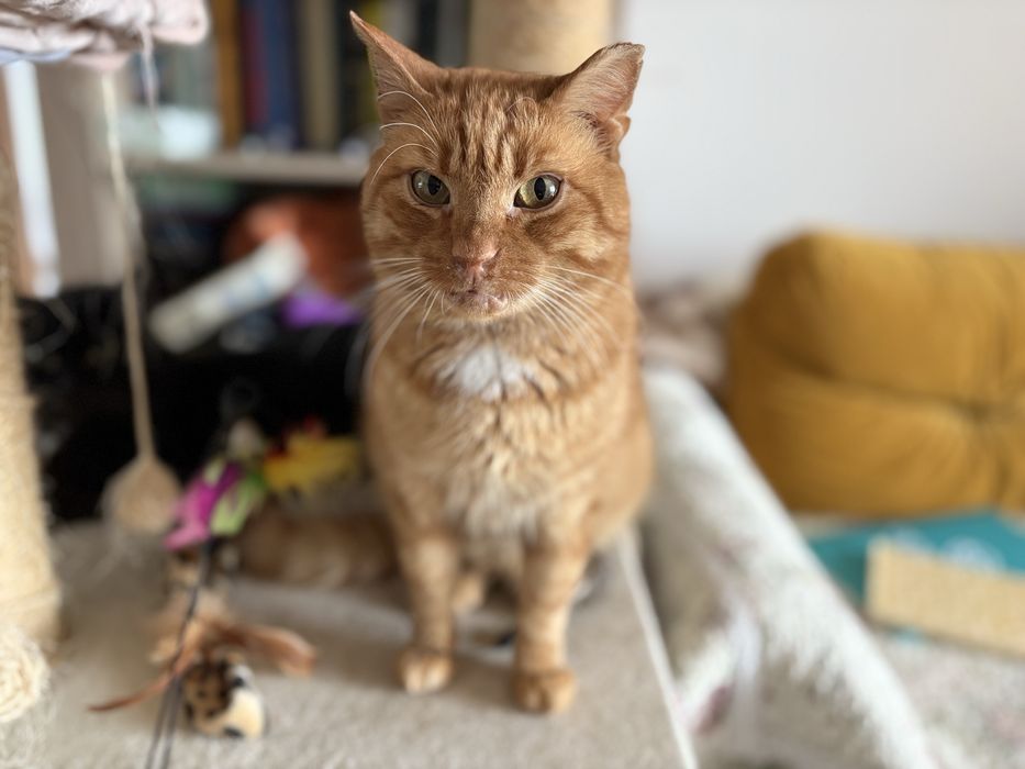 Pilnie potrzebny dom dla kocurka (dom tymczasowy też)