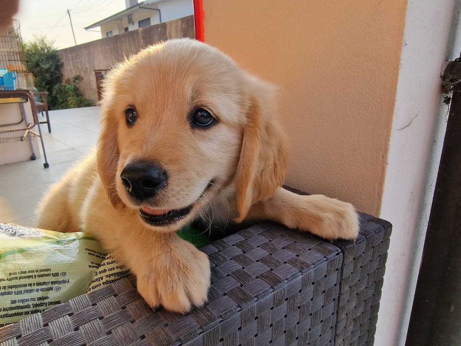 Golden Retriever