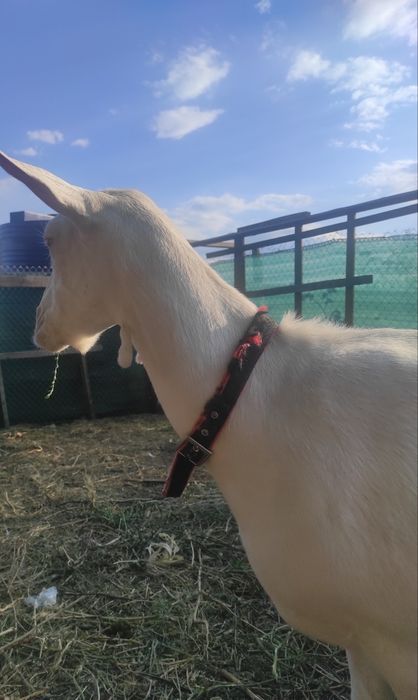 Срочно продам зааненских коз