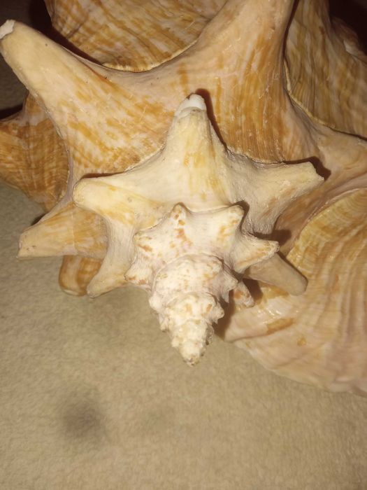 Красиві великі ракушки для акваріуму. Японія.