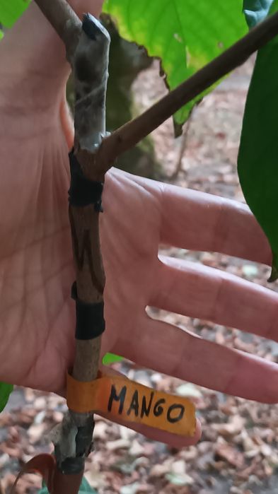 Paw Paw (Asimina Triloba) – Única árvore tropical que resiste ao Frio