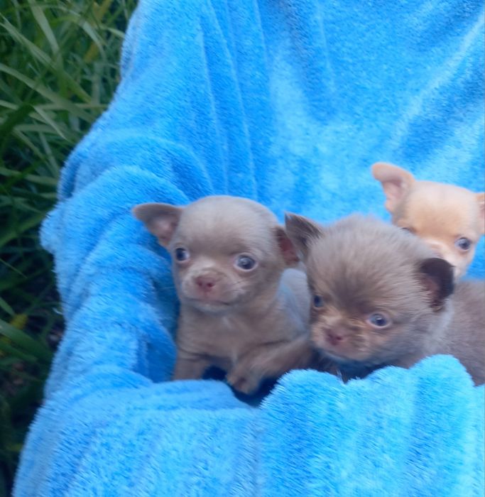 Chihuahua samiec liliowy krótkowłosa