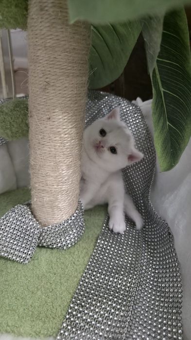 Piękna koteczka brytyjska