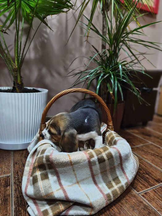 Beagle Tricolor Suczka do odbioru