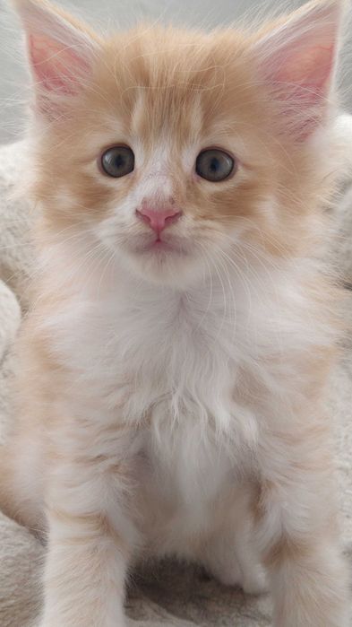 Gatinho Bosques da Noruega