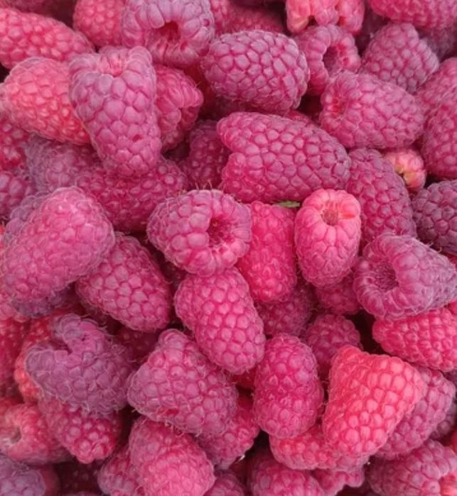 Maliny ekologiczne