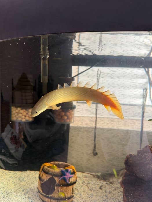Polypterus senegalus 20/25cm