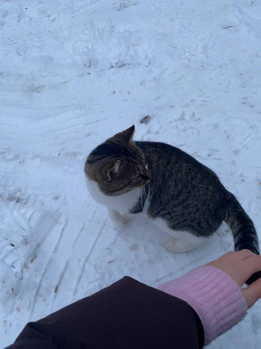 Отдам кота лесного окраса