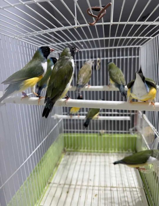 Diamantes de Gould 2025/2026
