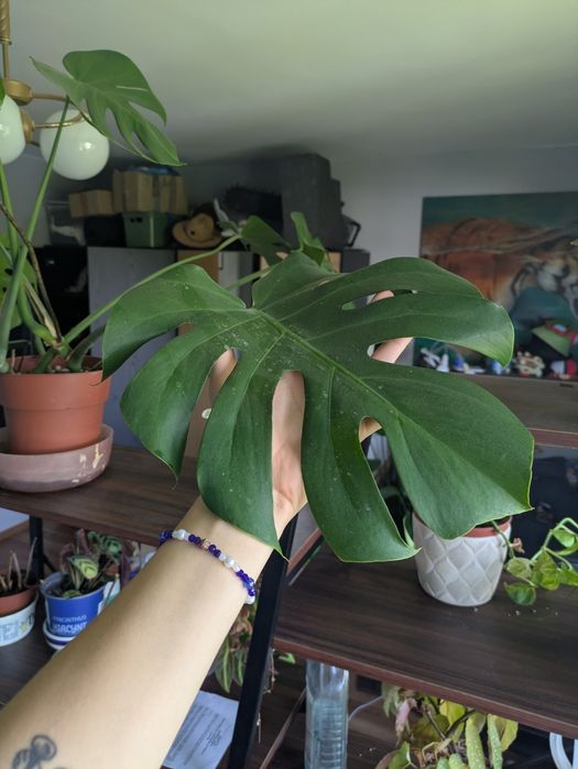 Monstera kwiat dwie sadzonki