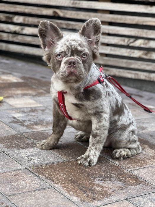 Хлопчик Француз 5 місяців