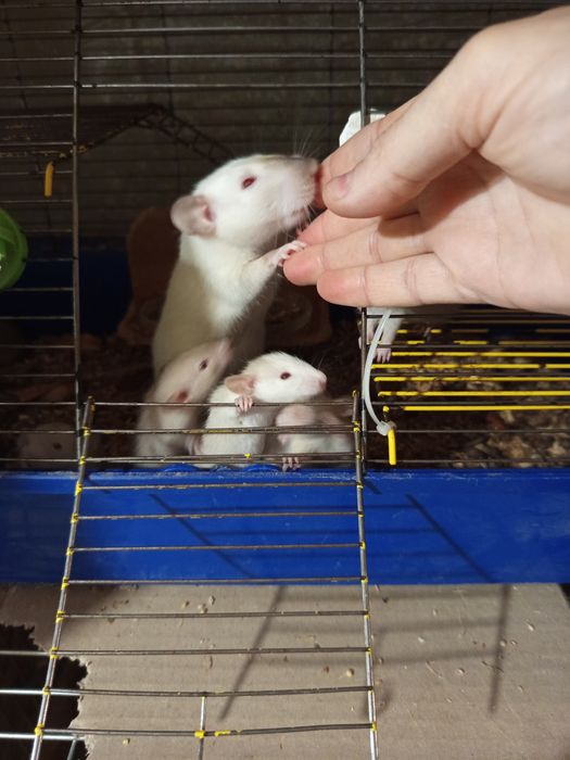 Маленькие крысята сиамские Дамбо