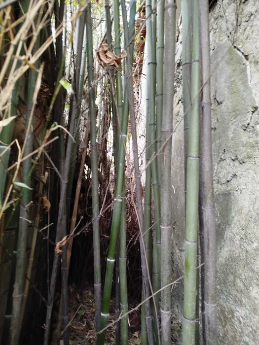 Lote de 10 Canas da Índia com metro e meio, para decorações.