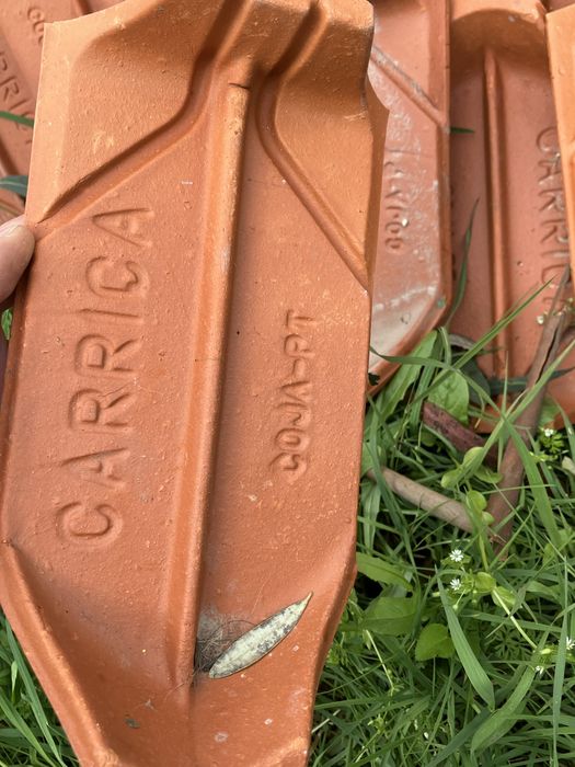 50 Agueiros novos Carriça