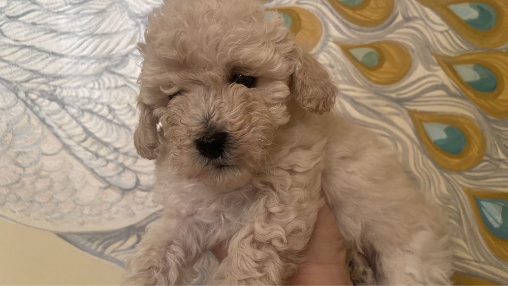 той  пудель  беби фейс цуценята