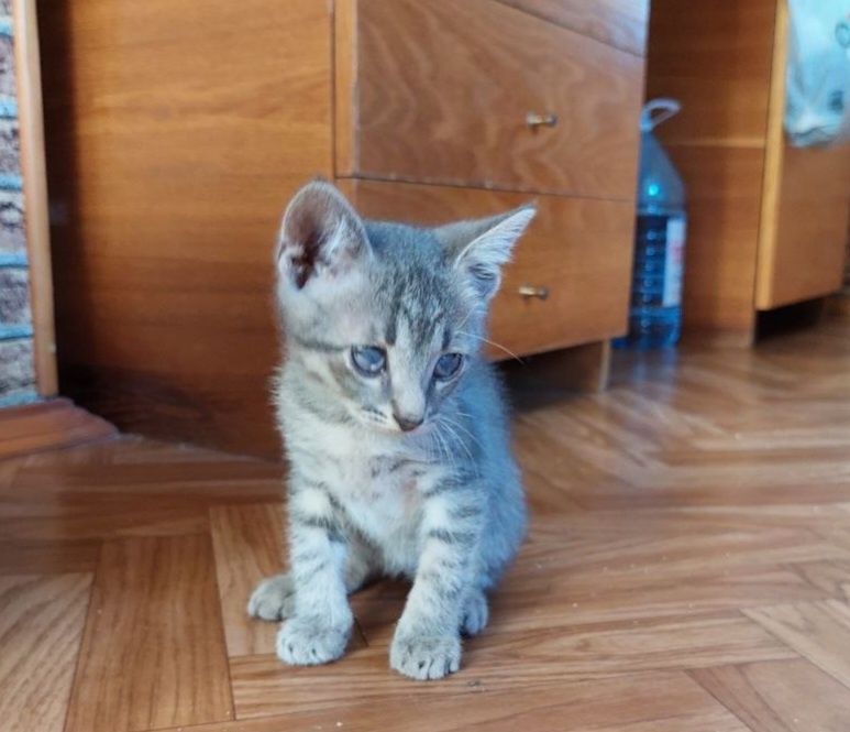 Котенок в добрые руки