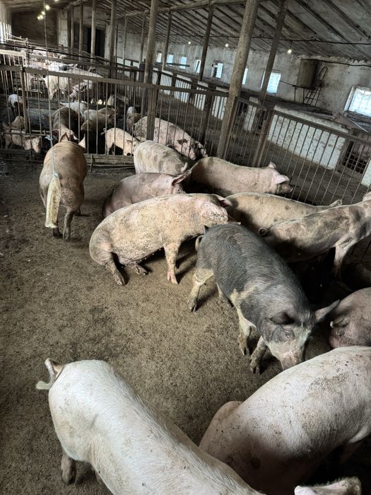 Продам свиней живой вес и закол