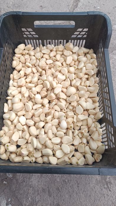 2 kg czosnku obranego