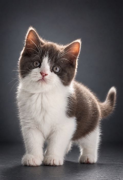 British Shorthair chocolate bicolor