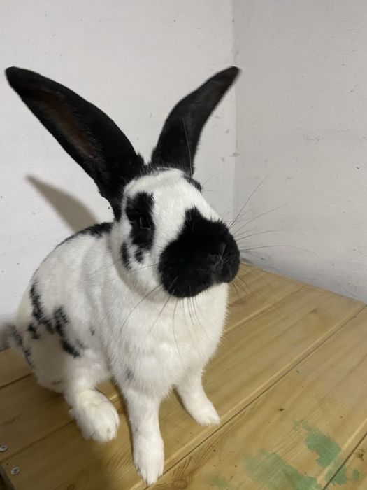 Кролики німецький строкатий