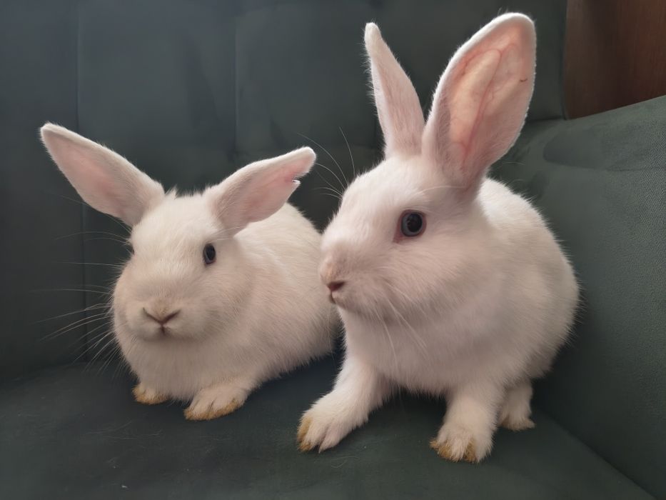 Króliczki miniaturki