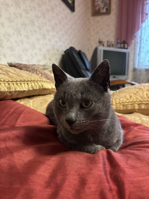 Британець в хороші руки!