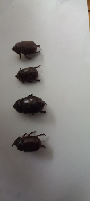 Жуки недорого.торг