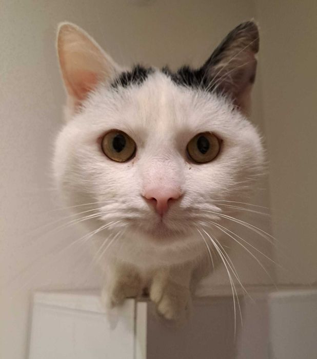 Dorosły kocurek szuka domu