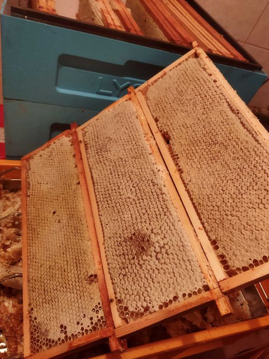 Miód z własnej pasieki