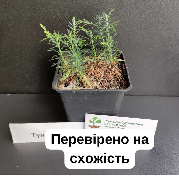 Туя насіння (4 види) на саджанці семена хвойних є безкоштовна доставка