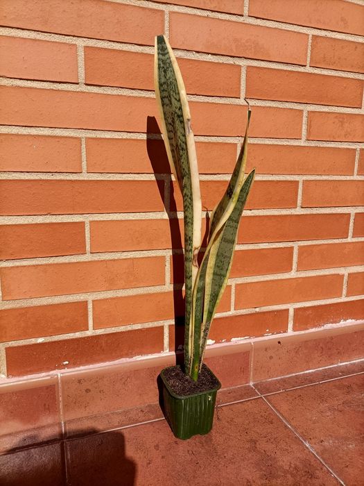 Espada de Santa Bárbara