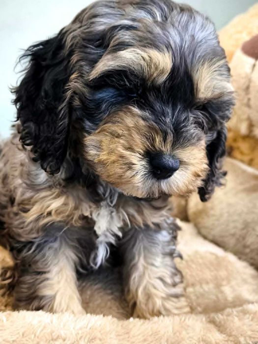 COCKAPOO (spaniel & pudel) prawdziwy unikat dla wyjątkowej osoby