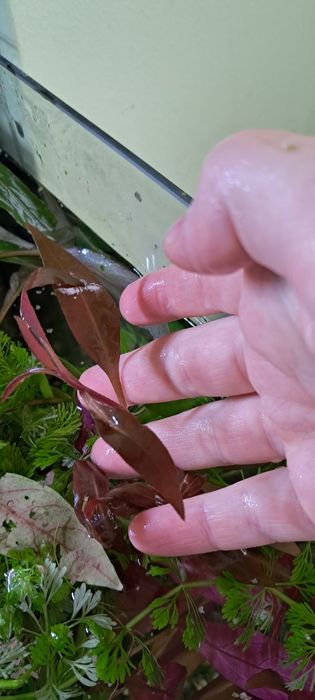 Sprzedam sadzonki roślin akwariowych