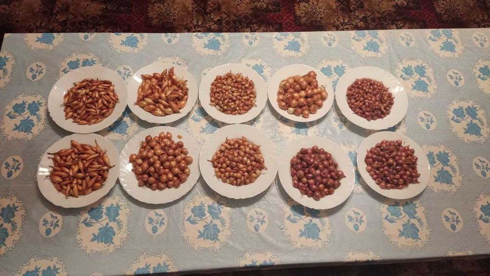 Лук севок(арпажик)