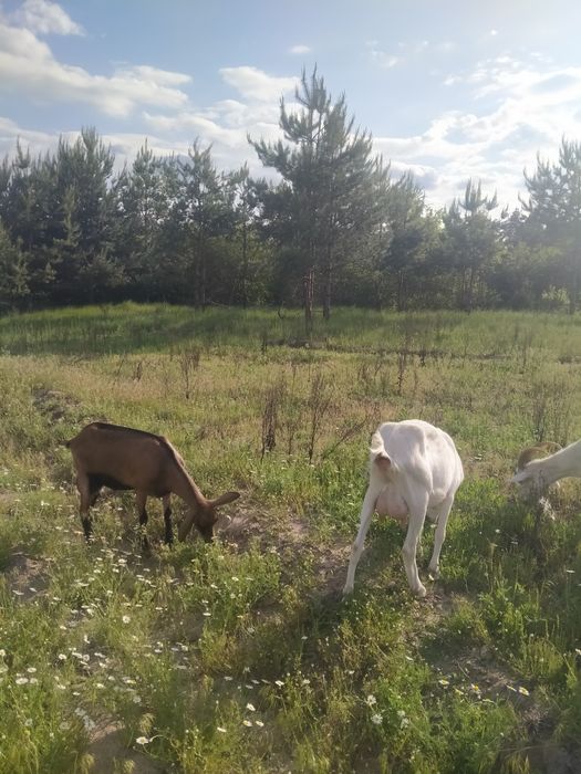 Продам хороших кіз