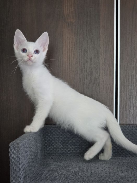 Кот манчкин лонг, 2.5 мес