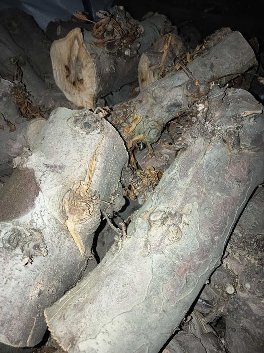 Lenha seca de macieira.