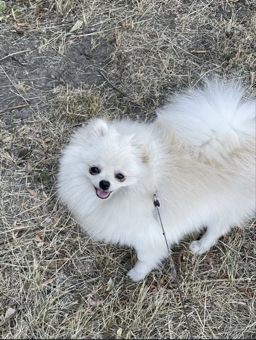 Вязка померанский шпиц