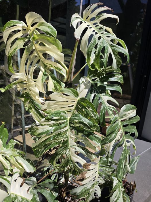 monstera variegata - artykuy do domu i ogrodu w dobrej cenie