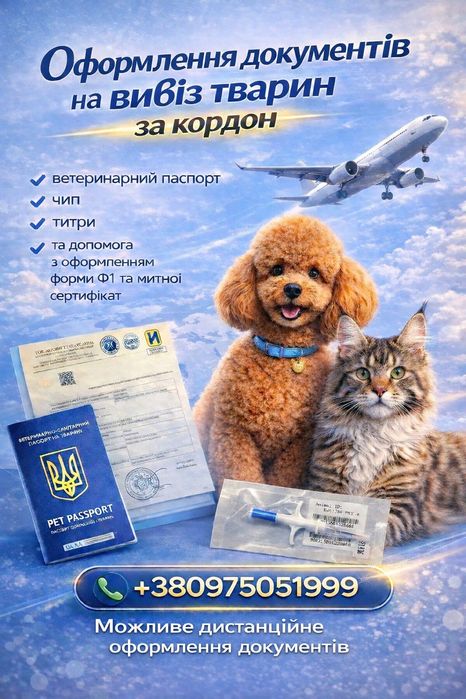 Гарненька дівчинка пудель