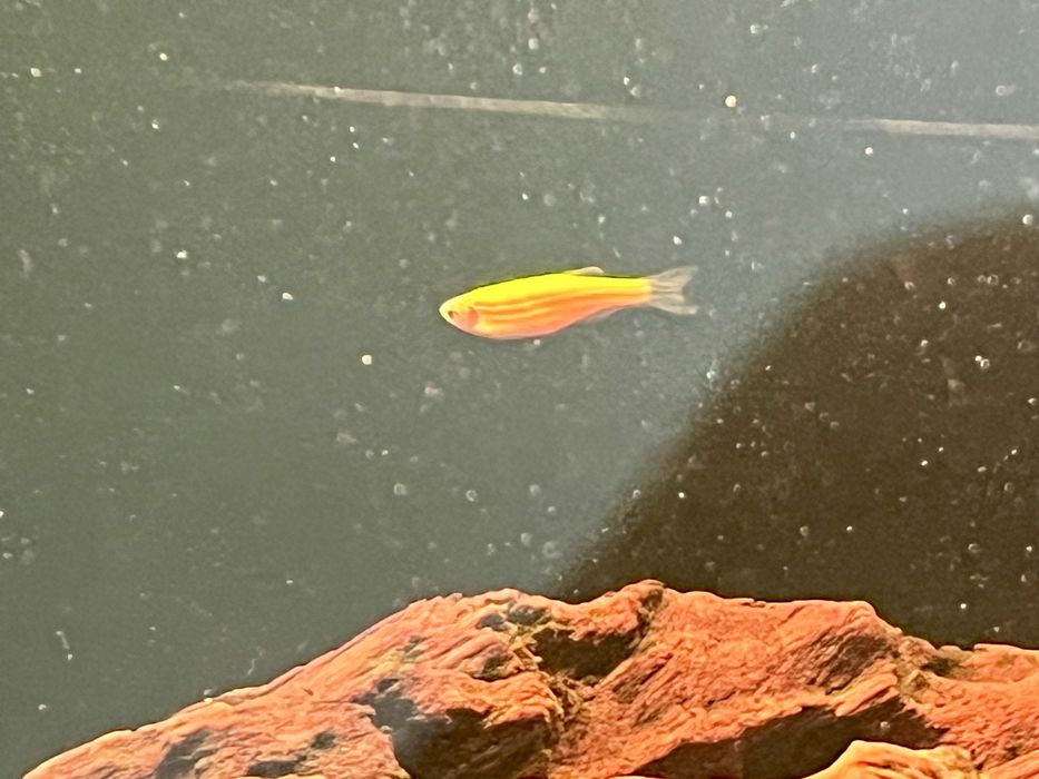 Ryby danio pregowane