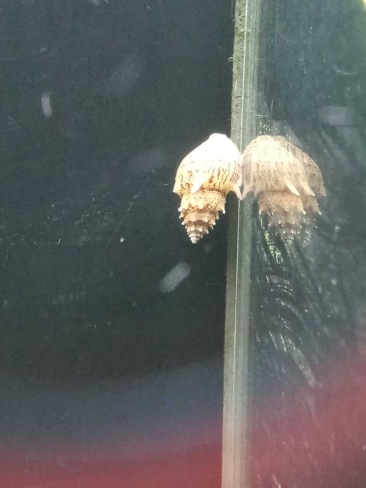 Ślimak Tiara Torpedo - Tina Zoo Gliwice Jasna