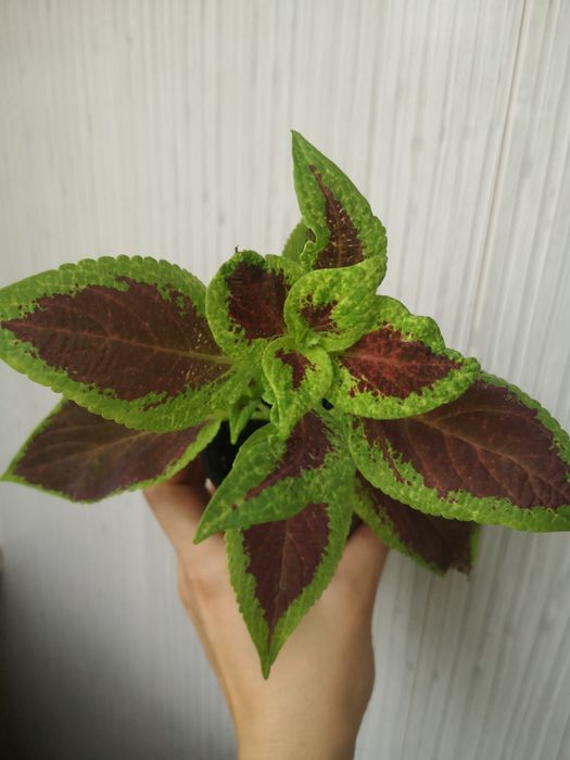 Розсада/ вкорінені живці колеус