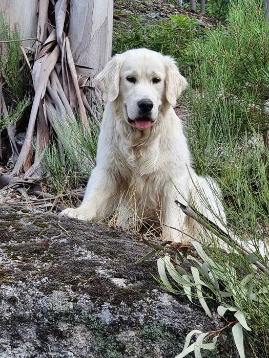 Golden Retriever