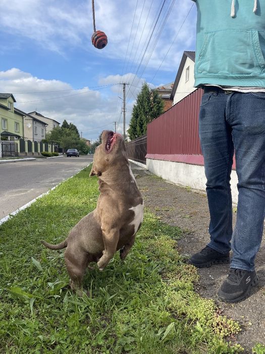 Американський Булли