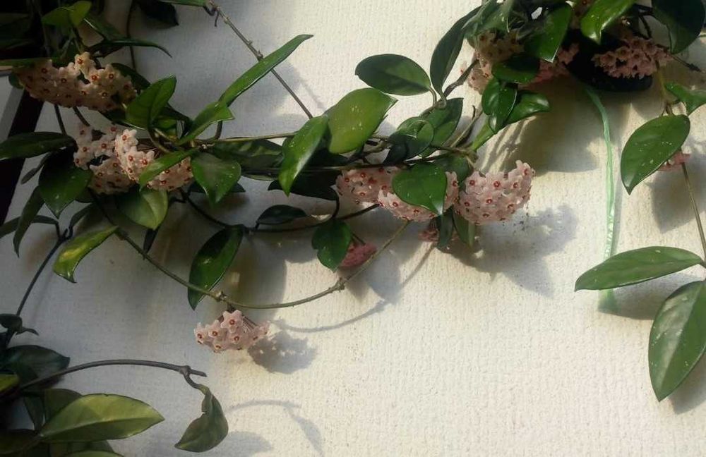 Trepadeira flor-de-cera com 2 pés e vários metros