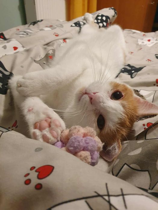 Kot Pinokio szuka domu