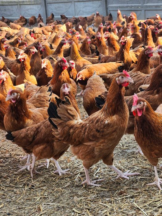 Rossa Messa Leghorn Dominant NIOSKI KURY od Hodowcy z Dowozem !