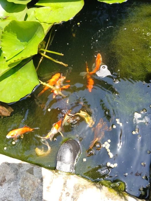Carpas koi  2025
